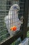 Cockatoo clung to the bars of the cage