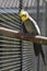 Cockatoo (crested) parrot