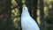 Cockatoo in the Dandenong ranges, Australia