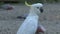 Cockatoo in the Dandenong ranges, Australia