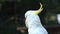 Cockatoo in the Dandenong ranges, Australia