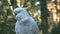 Cockatoo in the Dandenong ranges, Australia