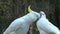 Cockatoo in the Dandenong ranges, Australia