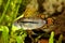 Cockatoo Dwarf Cichlid Apistogramma cacatuoides aquarium fish