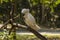 Cockatoo eating fruit