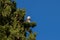 Cockatoo having good lunch