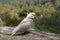 Cockatoo Jamison Valley New South Wales Australia