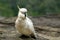 Cockatoo Jamison Valley New South Wales Australia