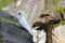 Cockatoo Jamison Valley New South Wales Australia