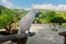 Cockatoo large white parrot