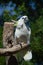 Cockatoo Nashville Zoo