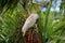 Cockatoo in a Palm Tree