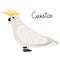 Cockatoo parrot in cartoon style on white background. Cacatuidae parakeet.