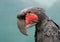 Cockatoo Parrot Portrait