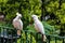 Cockatoo parrots