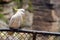 Cockatoo sit on a fance in Jamison Valley New South Wales Australia