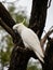 Cockatoo in a tree sulphur crested white bird