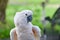 Cockatoo white parrot on the tree branch closeup.Beautiful white Cockatoo, Sulphur crested Cockatoo