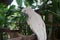 Cockatoo white sitting on a branch and cleans feathers