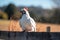 Cockatoo on Wooden Fence in Sunny Field