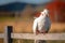 Cockatoo on Wooden Fence in Sunny Field