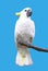 Cockatoos in blue background