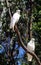 Cockatoos on a branches