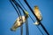 Cockatoos chewing on electrical cable