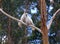 Cockatoos couple