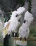 Cockatoos Showing Off