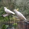 Cockatoos in their Natural habitat