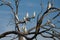 Cockatoos on a tree