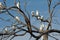 Cockatoos on a tree