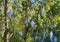 Cockatoos in the trees