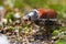 Cockchafer also called Maybug or doodlebug European beetle genus Melolontha family Scarabaeidae
