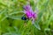 The Cockchafer, also known as Maybug on the Flower