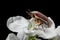 Cockchafer beetle on apple white flower