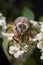Cockchafer beetle on hawthorn white flower