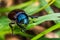 Cockchafer Beetle sitting on leaf