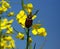 Cockchafer on colza flowers