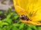 Cockchafer with dandelion seed in paw happy fun shot