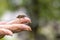 Cockchafer on a female finger, soft green background