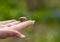 Cockchafer on a female finger, soft green background