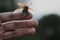 Cockchafer on a female finger, soft green background. may beetle melolontha melolontha. side view