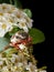 Cockchafer on hawthorn inflorescence