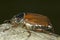 Cockchafer or May bug / Melolontha melolontha