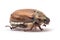 Cockchafer, or may bug studio isolated