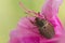 Cockchafer on pink flower