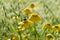 A cockchafer sits on a dandelion at sunrise