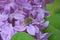 Cockchafer sitting on a lilac branch with purple flowers